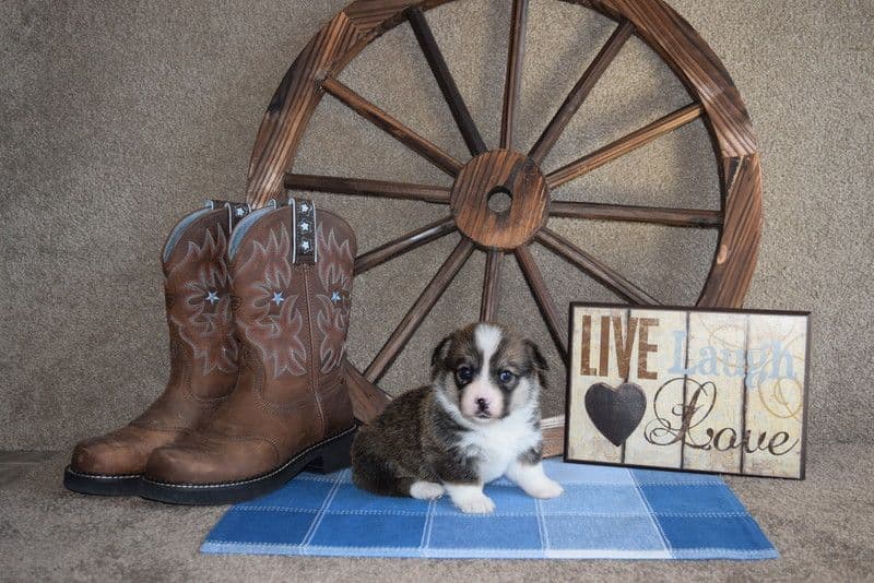 Indian Creek Corgis - Crystal breeder image 73