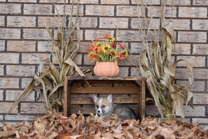 Indian Creek Corgis - Crystal breeder image 66
