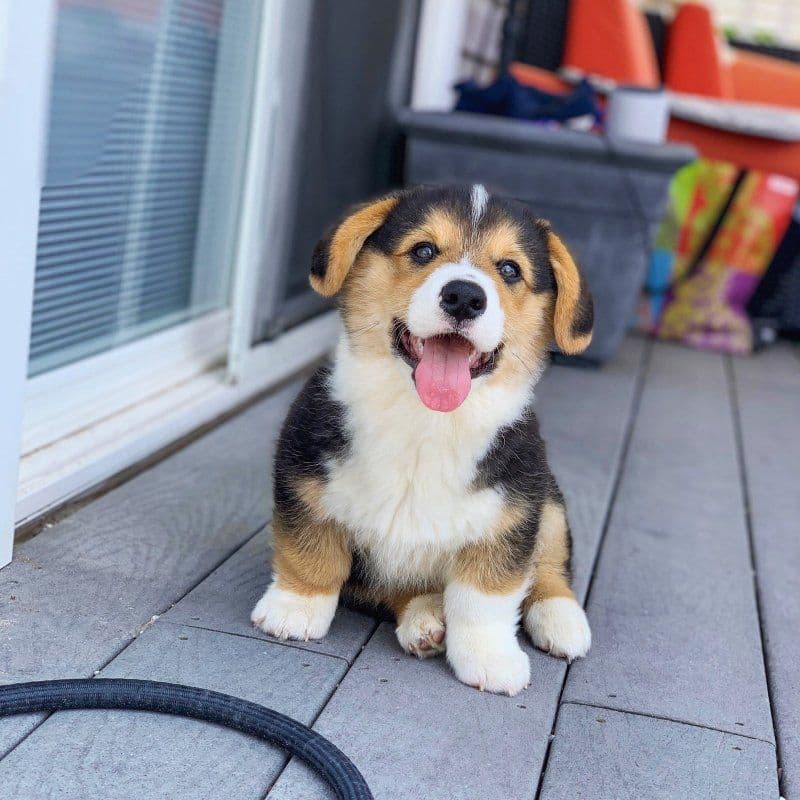 Indian Creek Corgis - Crystal breeder image 75