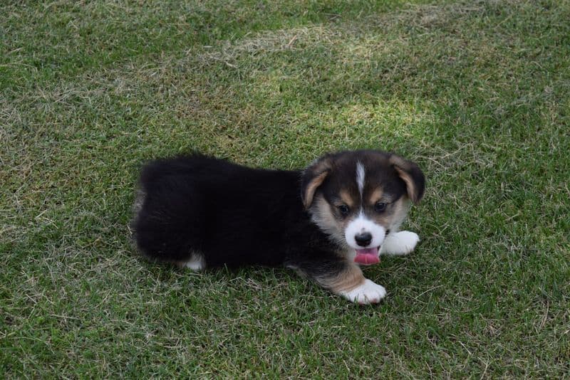 Indian Creek Corgis - Crystal breeder image 68