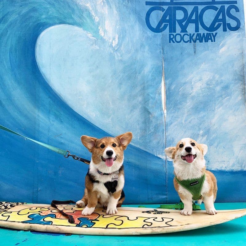 Indian Creek Corgis - Crystal breeder image 71