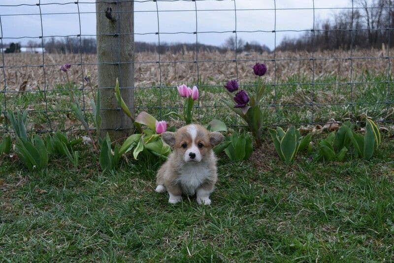 Indian Creek Corgis - Crystal breeder image 70