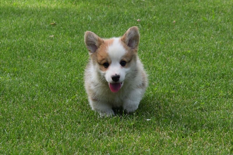 Indian Creek Corgis - Crystal breeder image 62