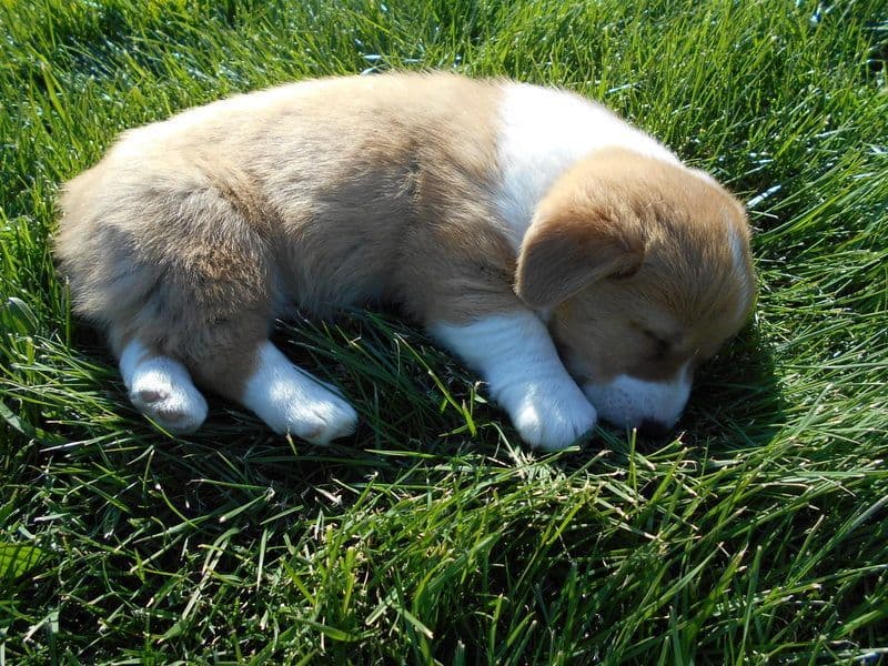 Indian Creek Corgis - Crystal breeder image 74