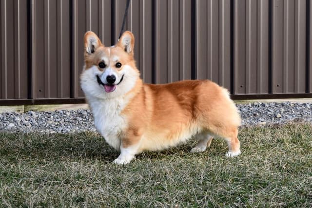 Indian Creek Corgis - Crystal media 24