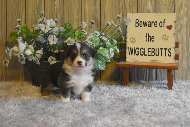 Indian Creek Corgis - Crystal media 17