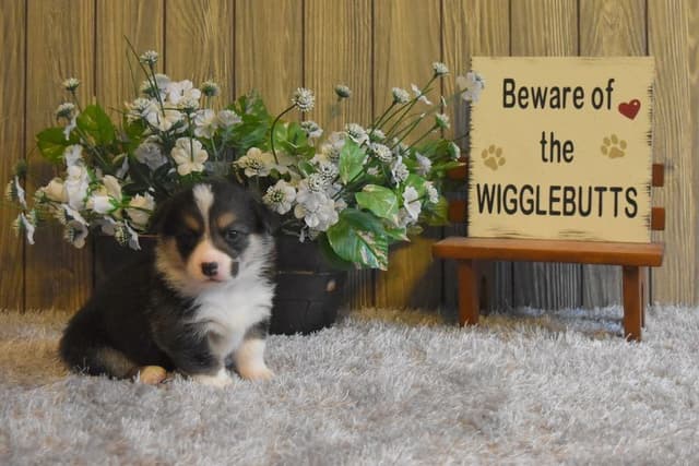 Indian Creek Corgis - Crystal media 19
