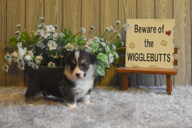 Indian Creek Corgis - Crystal media 18