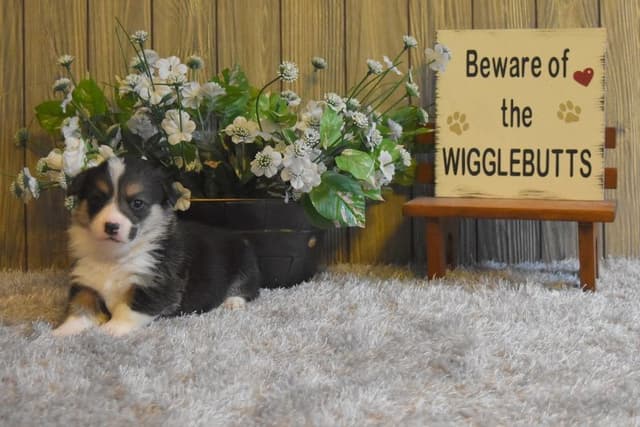 Indian Creek Corgis - Crystal media 20