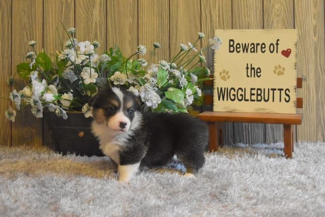Indian Creek Corgis - Crystal media 16