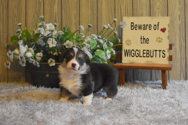 Indian Creek Corgis - Crystal media 22