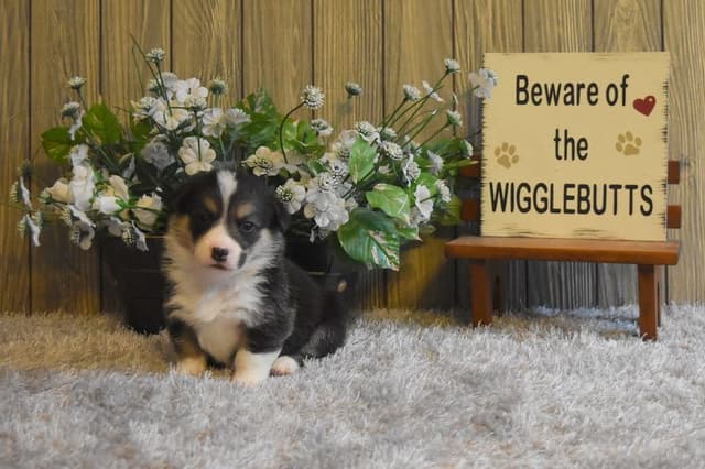 Indian Creek Corgis - Crystal media 21