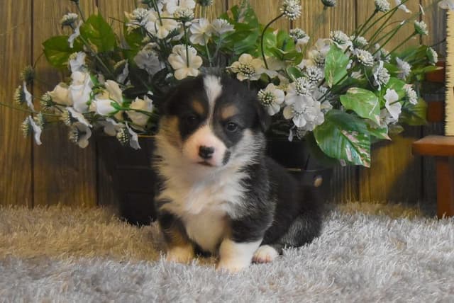 Indian Creek Corgis - Crystal media 15