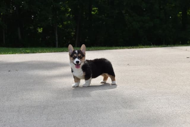 Indian Creek Corgis - Crystal media 9