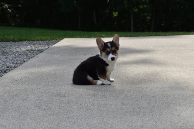 Indian Creek Corgis - Crystal media 10