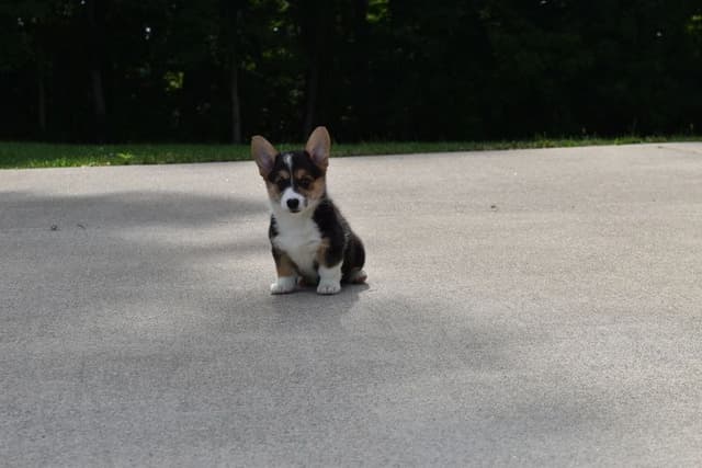 Indian Creek Corgis - Crystal media 14