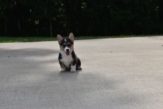 Indian Creek Corgis - Crystal media 11