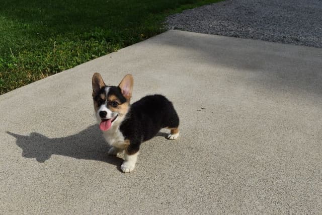 Indian Creek Corgis - Crystal media 13