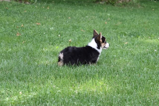 Indian Creek Corgis - Crystal media 4