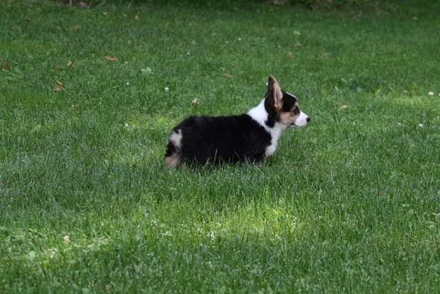 Indian Creek Corgis - Crystal media 2