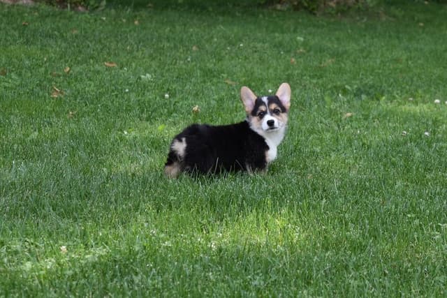 Indian Creek Corgis - Crystal media 6