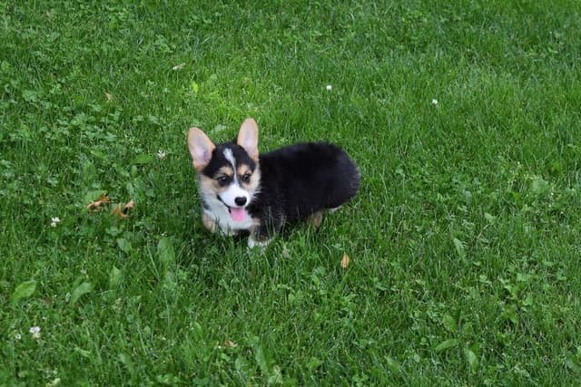 Indian Creek Corgis - Crystal media 3