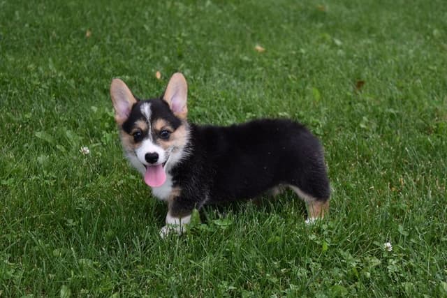 Indian Creek Corgis - Crystal media 7