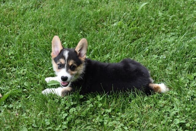 Indian Creek Corgis - Crystal media 5