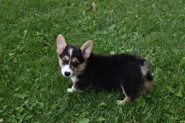 Indian Creek Corgis - Crystal media 8