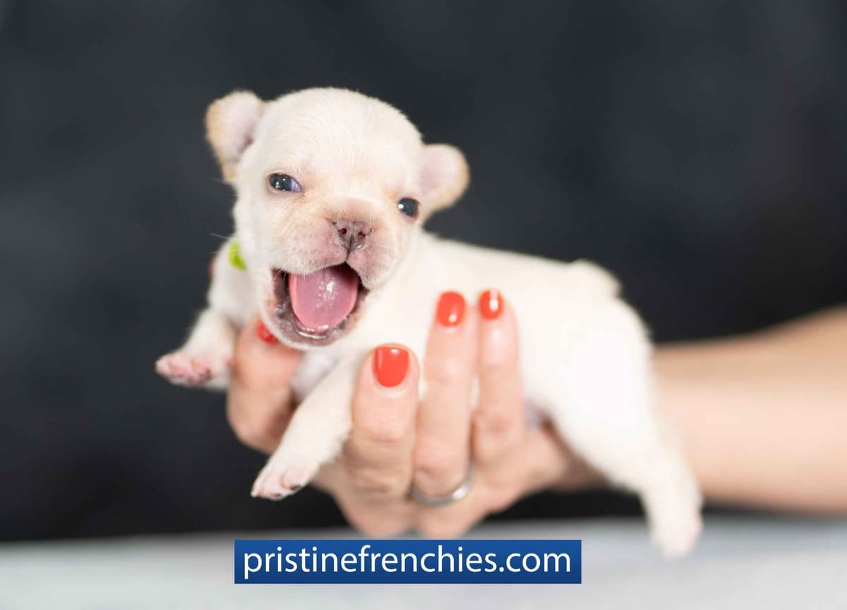 French Bulldog Puppies breeder image 3