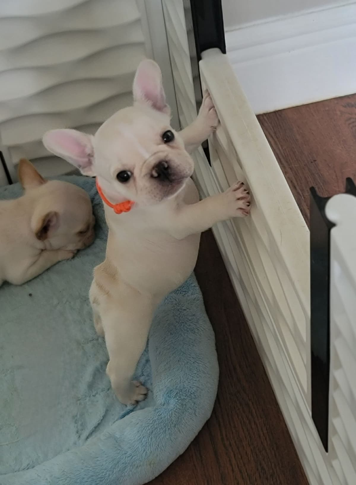 French Bulldog Puppies breeder image 4