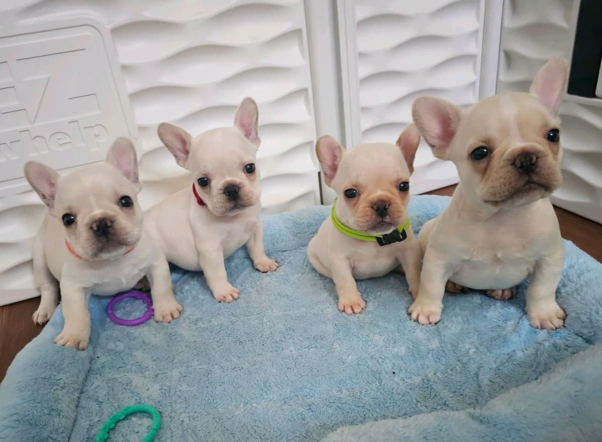 French Bulldog Puppies breeder image 1