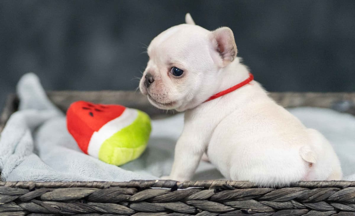 French Bulldog Puppies breeder image 5