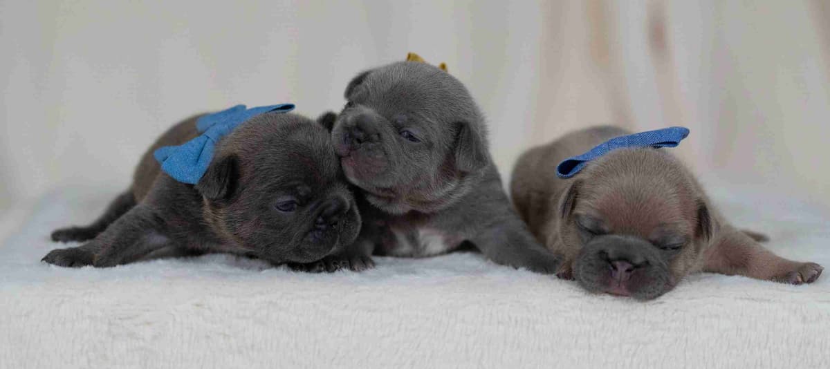 French Bulldog Puppies breeder image 6