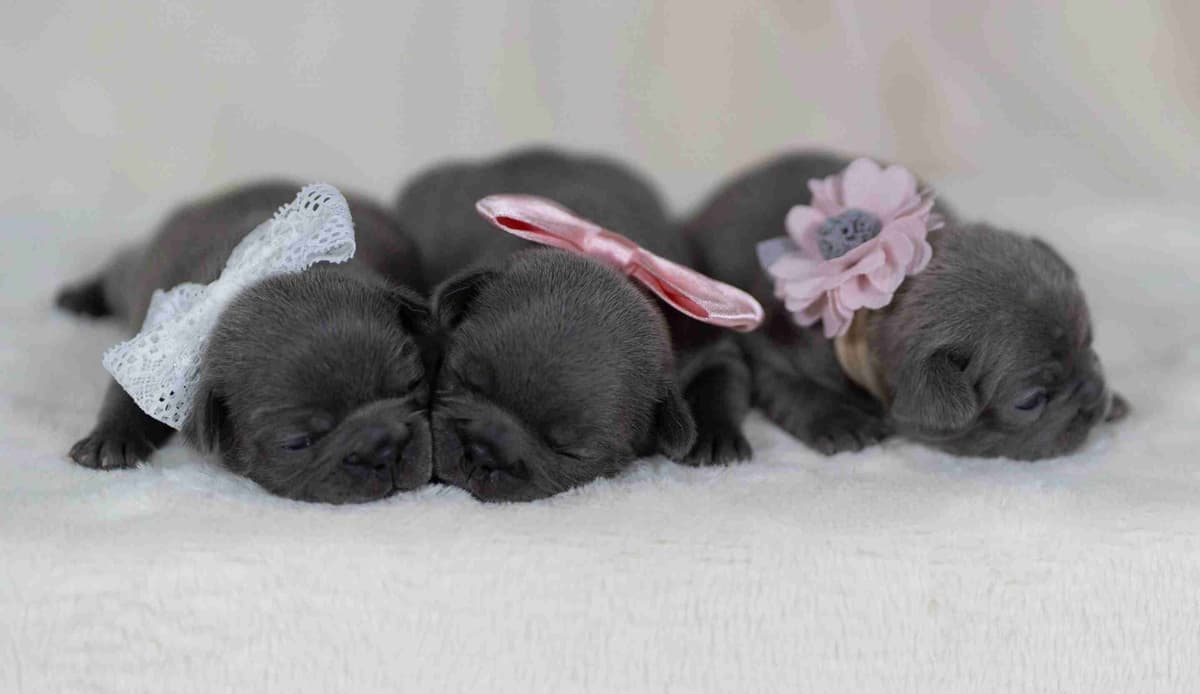 French Bulldog Puppies breeder image 7