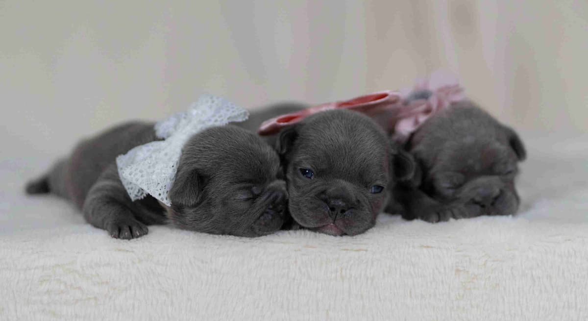 French Bulldog Puppies breeder image 2