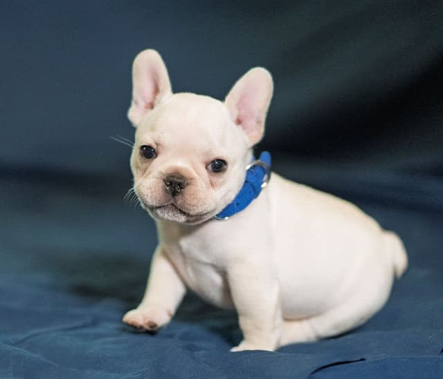 French Bulldog Puppies media 2