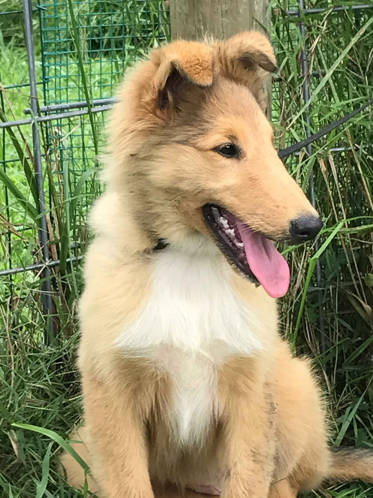 Rough & Smooth; Home Raised, Health Tested breeder image 1