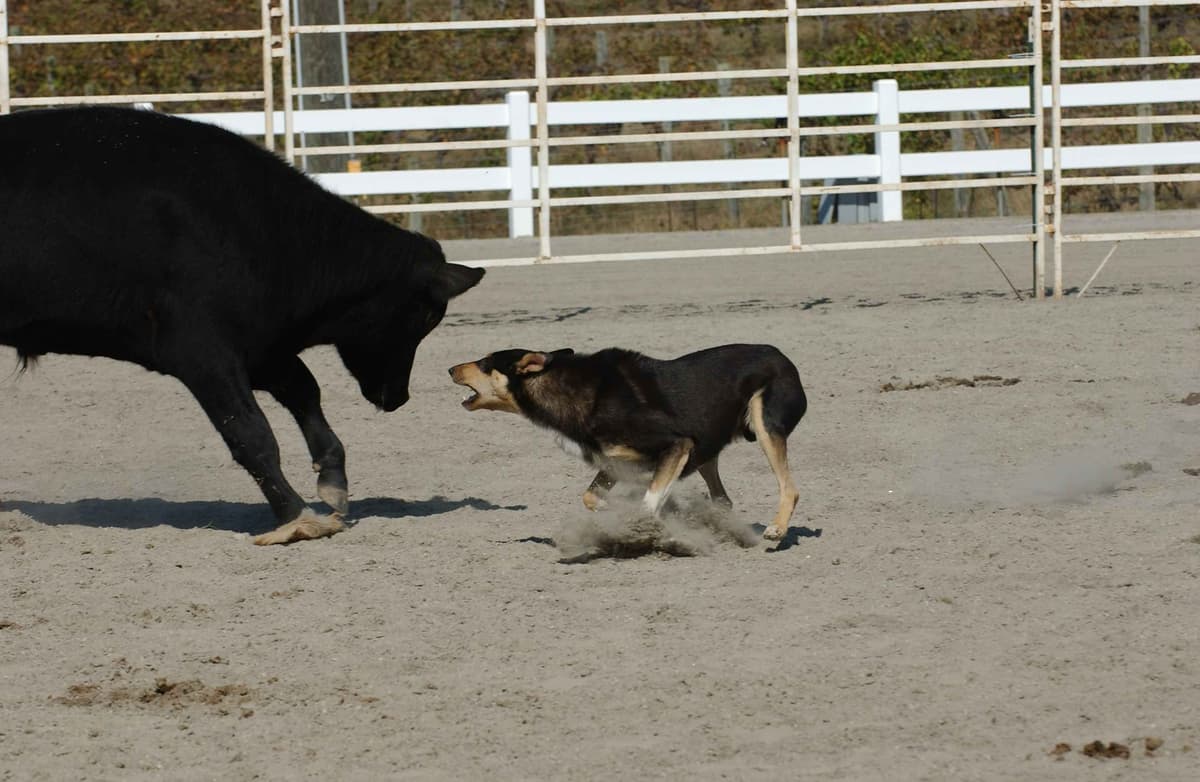 Rough & Smooth; Home Raised, Health Tested breeder image 4