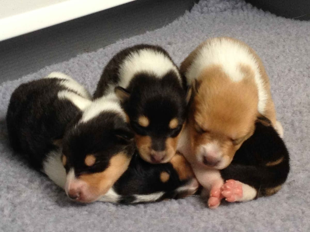 Rough & Smooth; Home Raised, Health Tested breeder image 5