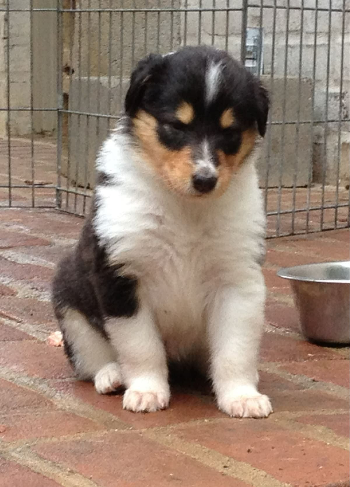 Rough & Smooth; Home Raised, Health Tested breeder image 9