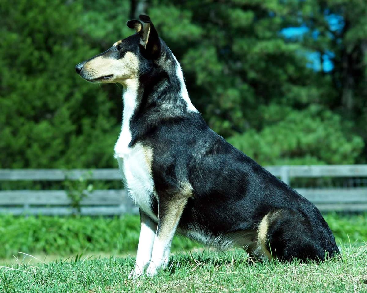 Rough & Smooth; Home Raised, Health Tested breeder image 8