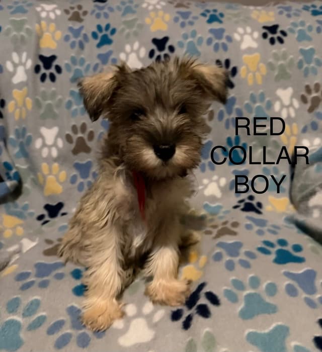 Miniature Schnauzer Puppies media 2