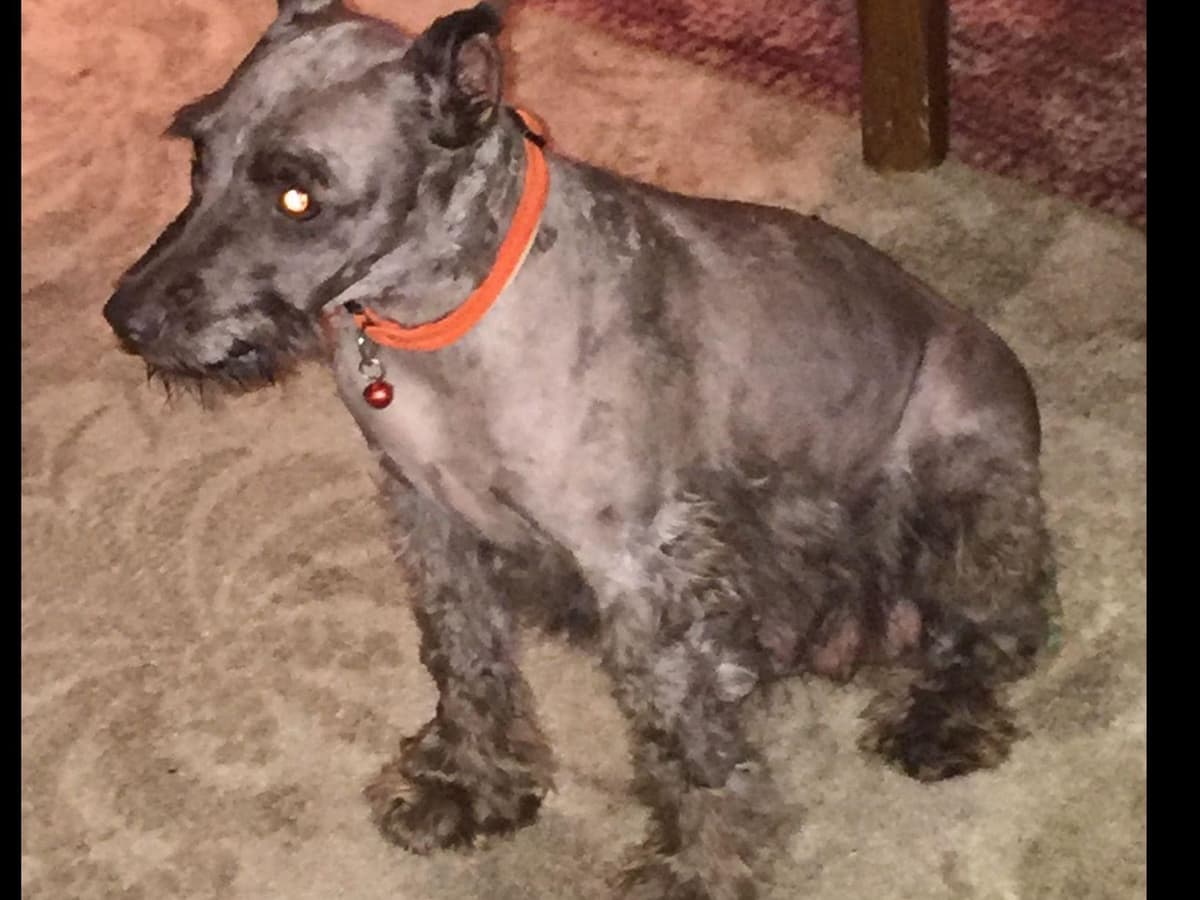 Miniature Schnauzer Puppies breeder image 1