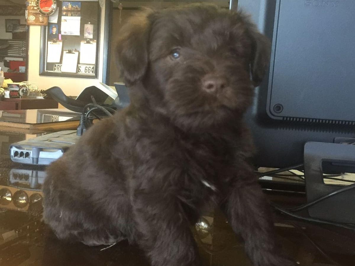 Miniature Schnauzer Puppies breeder image 5