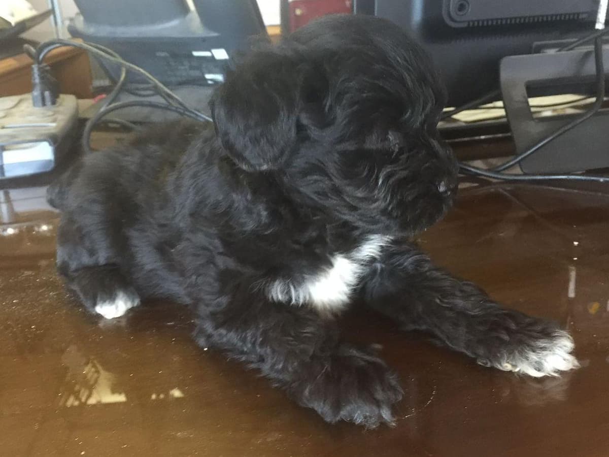 Miniature Schnauzer Puppies breeder image 4
