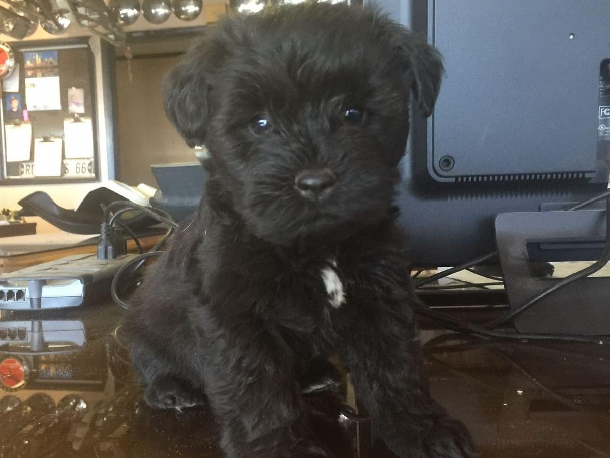 Miniature Schnauzer Puppies breeder image 3