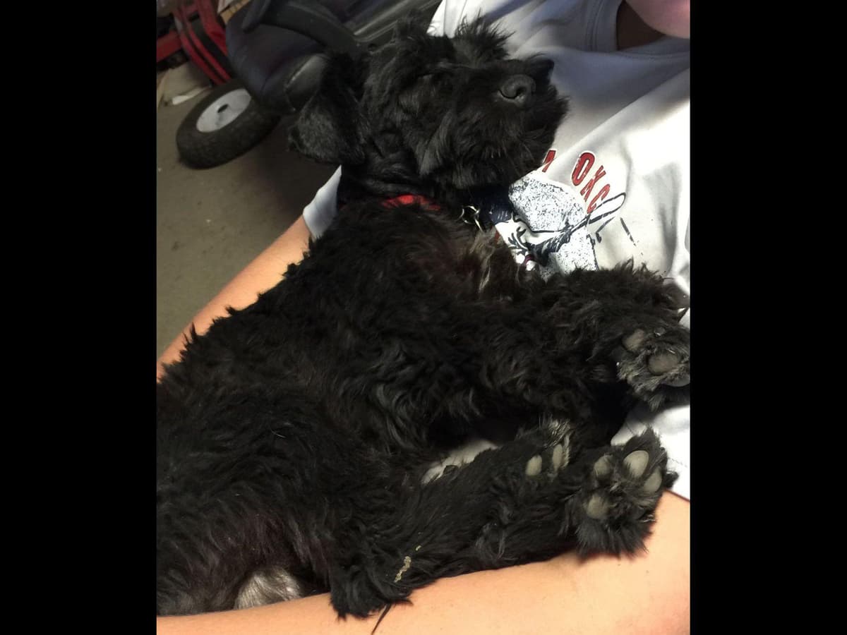 Miniature Schnauzer Puppies breeder image 2