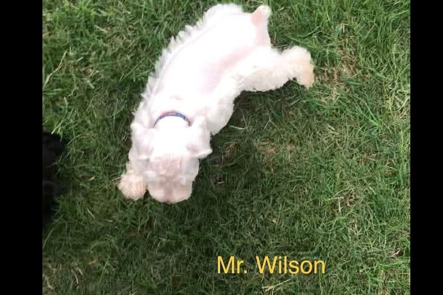 Miniature Schnauzer Puppies breeder image 6