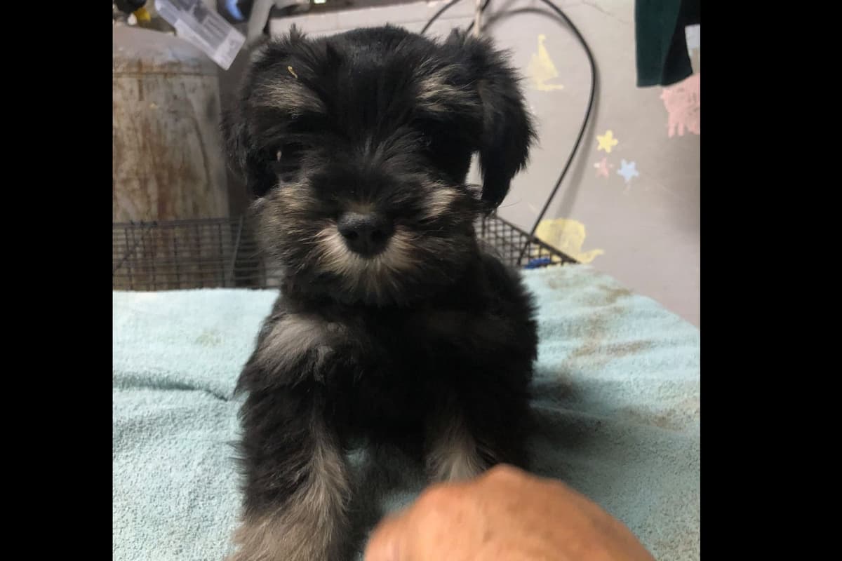 Miniature Schnauzer Puppies breeder image 7